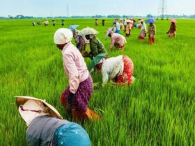 After ten years, the agricultural census work started in Sri Lanka