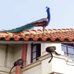 Increasing influx of peacocks, monkeys, deer into urban areas of Sri Lanka