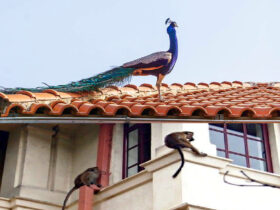 Increasing influx of peacocks, monkeys, deer into urban areas of Sri Lanka