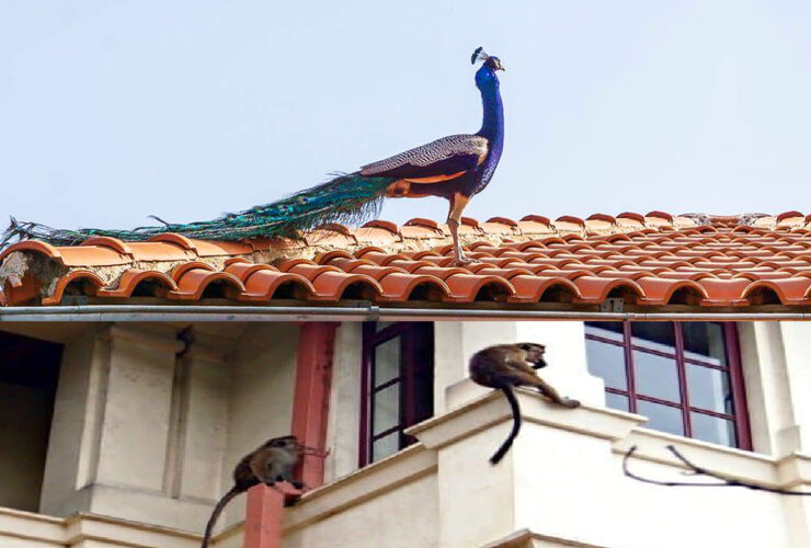 Increasing influx of peacocks, monkeys, deer into urban areas of Sri Lanka